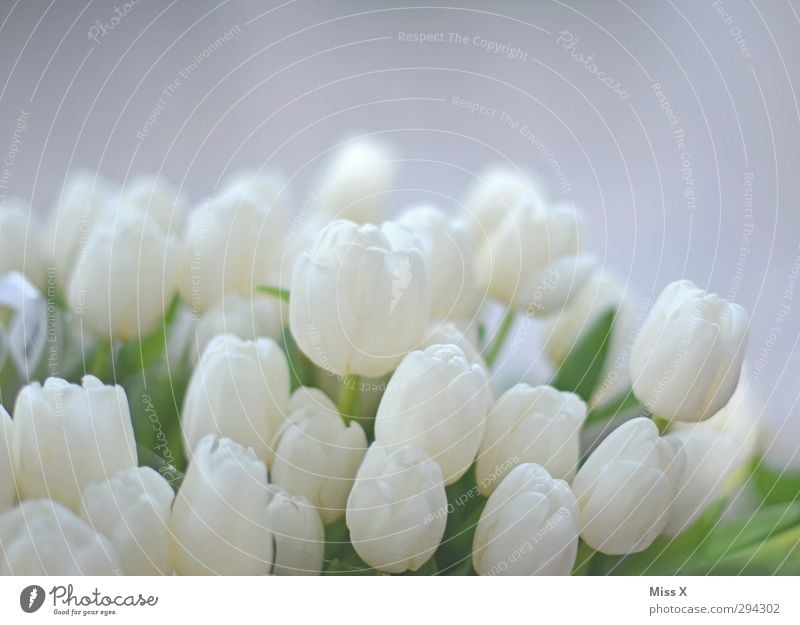 Soft Spring Flower Tulip Leaf Blossom Blossoming Fragrance White Tulip blossom Florist Bouquet Wedding Smooth Colour photo Close-up Deserted Copy Space top