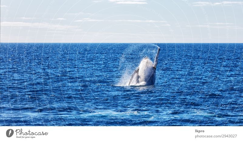 in australia a free whale in the ocean Beautiful Vacation & Travel Freedom Ocean Island Environment Nature Animal Observe Jump Large Natural Wild Blue White