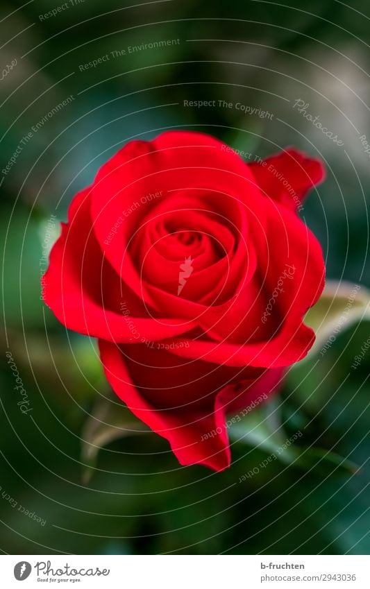 Red Rose Well-being Contentment Senses Calm Summer Flower Blossom Sign Select Relaxation Love Happiness Fresh Happy Beautiful Freedom Joy Peace Hope