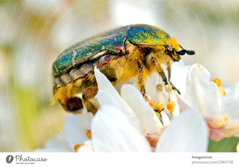 Rose beetle Cetonia-aurata in the blossom of an orange blossom Nature Bushes Garden Animal Beetle 1 Climate Environment "crawl Crawl creature entomology fauna