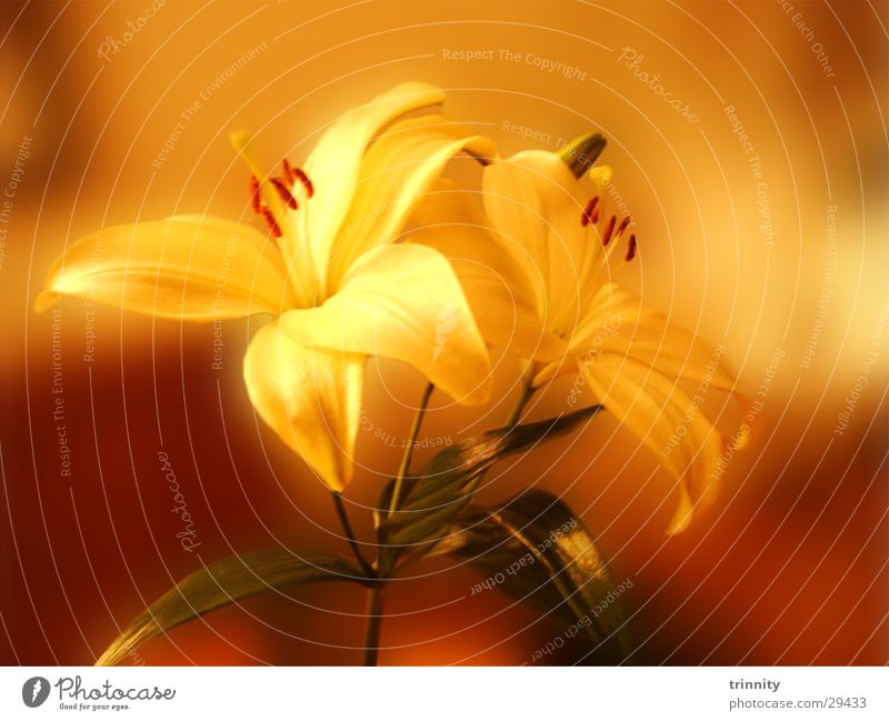 lilies Plant Flower Moody Lily Soft Nature Beautiful Macro (Extreme close-up) Smooth flower decoration Decoration