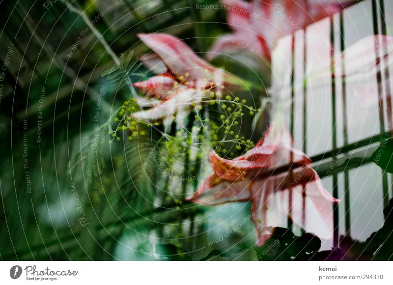 Waxing under the roof Plant Flower Leaf Blossom Exotic Garden Greenhouse Blossoming Growth Pink Colour photo Subdued colour Interior shot Experimental Deserted