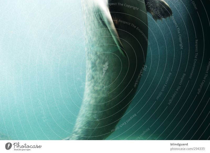 high Animal Water Sunlight Aquarium Harbour seal Seals 1 Hunting Swimming & Bathing Esthetic Beautiful Wet Blue Gray Green Black Turquoise Flexible Life Elegant