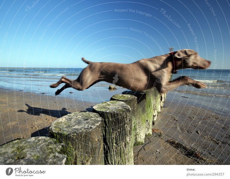 Frühlingslust - Dog jumps over a groyne at the sunny Baltic Sea Environment Nature Sand Cloudless sky Beautiful weather Waves coast Beach Break water Animal Pet