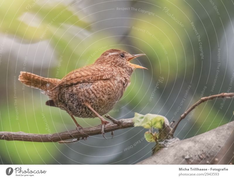 Singing Wren Nature Animal Sunlight Beautiful weather Tree Leaf Twigs and branches Wild animal Bird Animal face Wing Claw wren Metal coil Plumed Beak Eyes 1