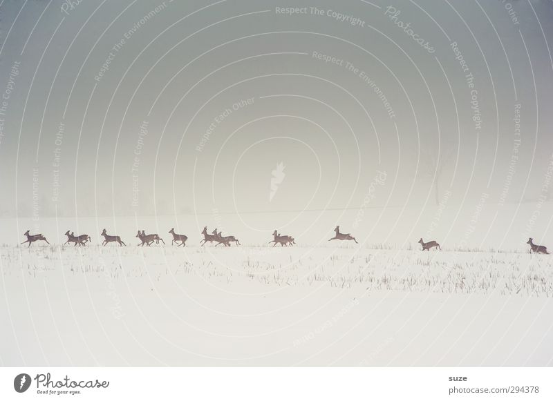 rehabilitation Hunting Winter Snow Environment Nature Landscape Animal Elements Sky Cloudless sky Fog Field Wild animal Group of animals Herd Running Authentic