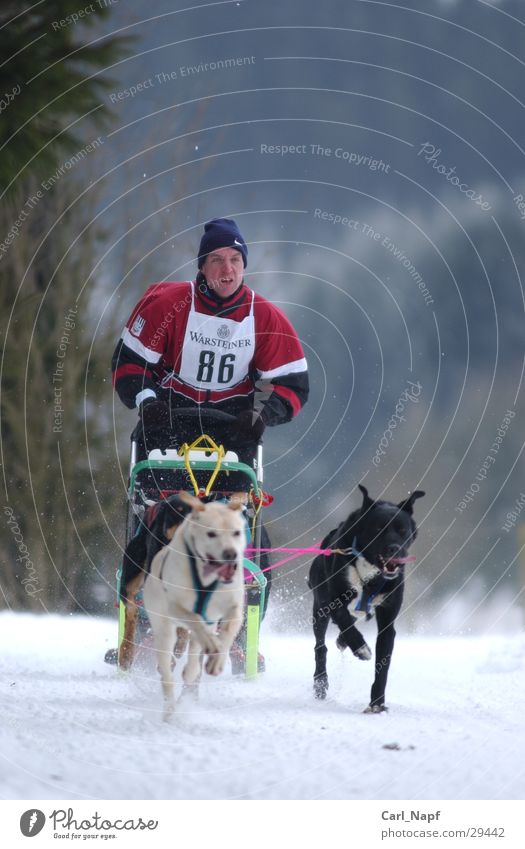 trailblazer Dog Sleigh Husky Animal Sled dog Winter Sports Snow Human being sled Winter sports