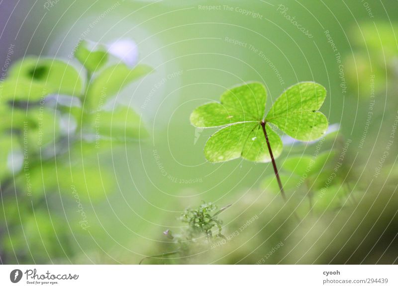 Lucky Clover II Nature Drops of water Spring Summer Plant Moss Forest Illuminate To dry up Growth Dark Fresh Cold Wet New Juicy Blue Green Cloverleaf