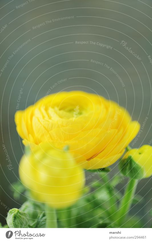 ranunkelkabunkel Nature Plant Flower Yellow Buttercup Globeflower Blossoming Spring Blossom leave Fragrance Colour photo Close-up Detail Day