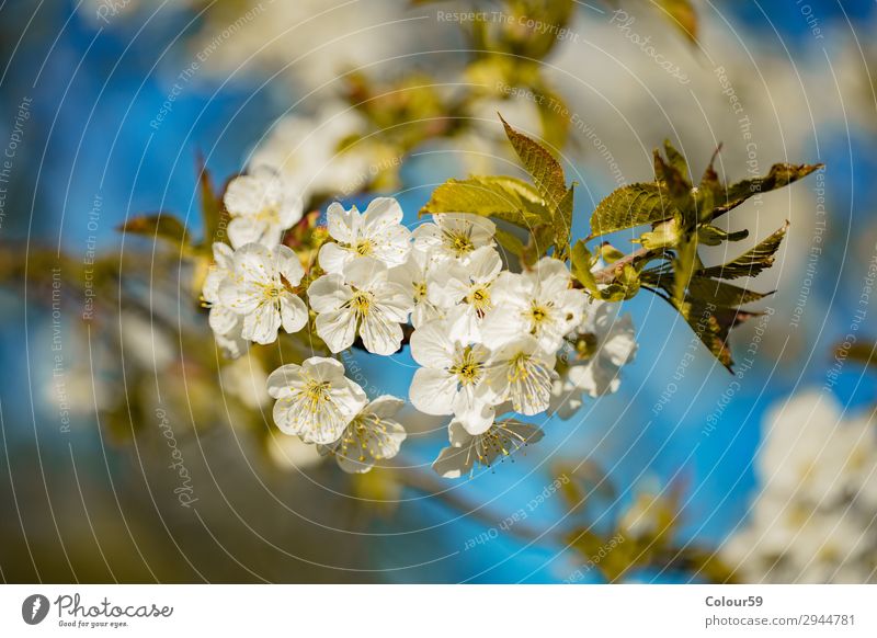 White cherry blossoms Nature Plant Fragrance Relaxation Soft Blue Life Joie de vivre (Vitality) Background picture Blossom flower bud Spring flowering twig