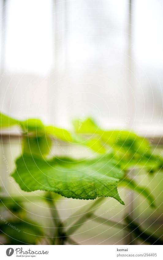 Green Green Plant Leaf Foliage plant Garden Greenhouse Growth Fresh Bright White Energy Colour photo Subdued colour Interior shot Close-up Deserted Day Light