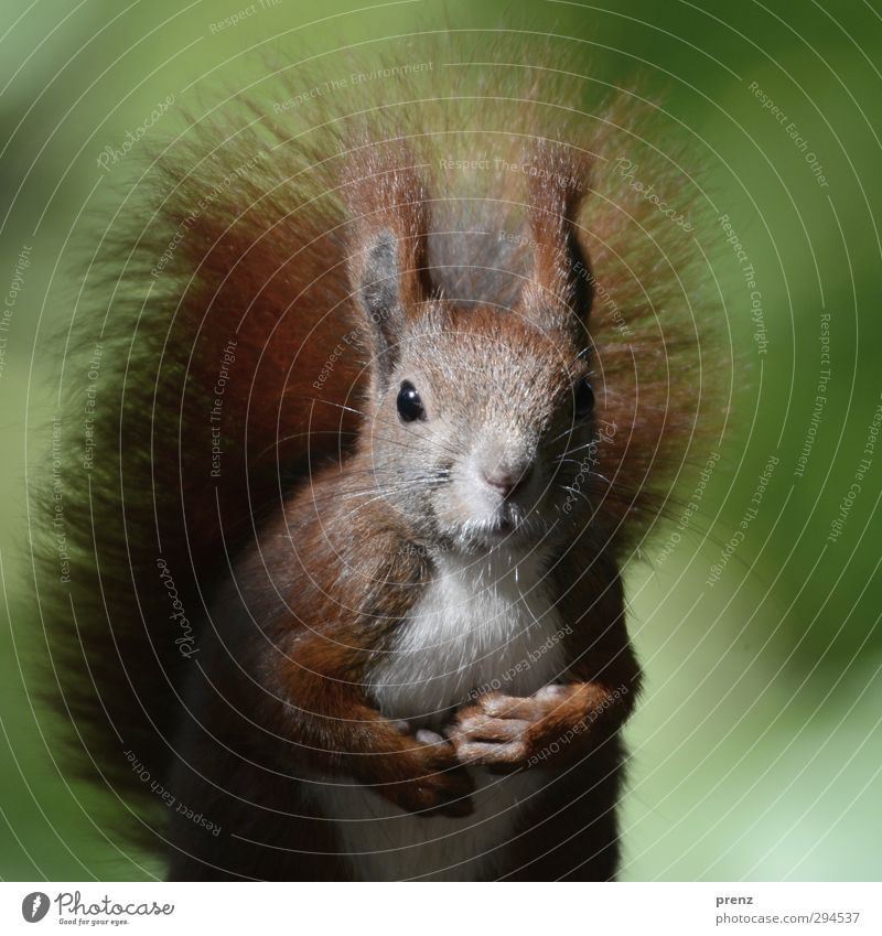 Belochka Environment Nature Animal Beautiful weather Wild animal 1 Brown Green Squirrel Rodent Cute Colour photo Exterior shot Deserted Copy Space right Day