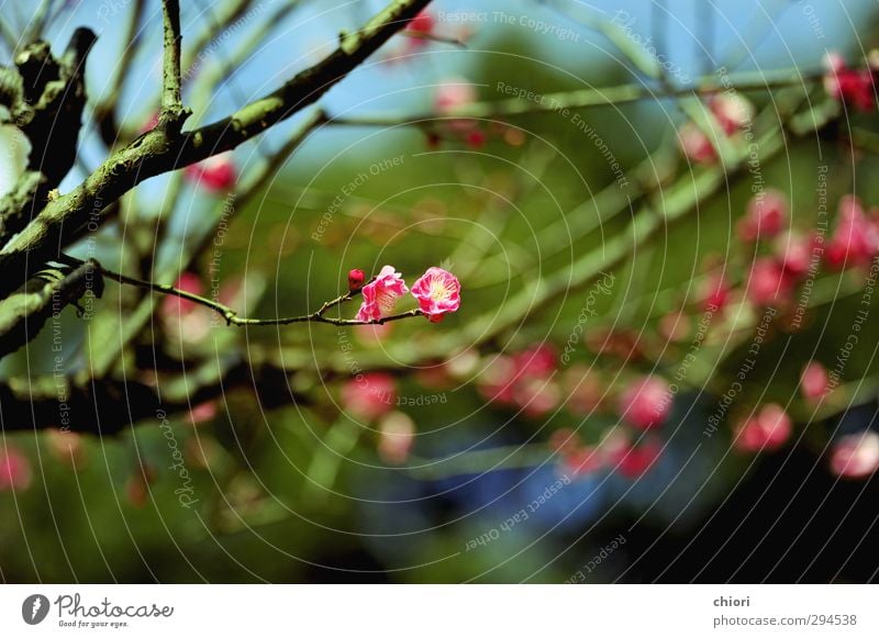 small spring Art Spring Blossom Brown Green Pink Romance Beautiful Dream Colour photo Multicoloured Abstract Sunlight