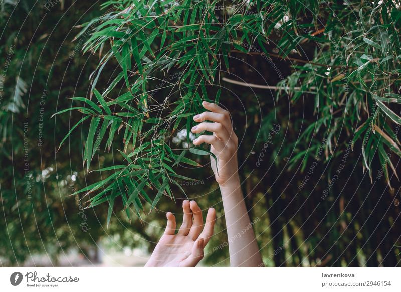 hands reaching towards bamboo branches Reach Fingers Forest Bamboo Woman Seasons Tree Exterior shot Summer Garden Background picture Hand Plant Green Nature