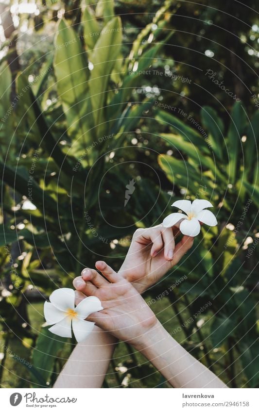 hands holding plumeria flowers in hands in tropical forest Beauty Photography Flower Blossom Faceless Frangipani Fresh Garden Grass Green Hand Leaf Nature