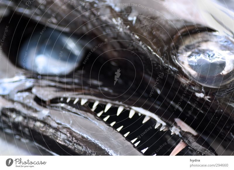 Fisheye XXL Nutrition Organic produce Fishery Eyes Teeth Animal Dead animal Animal face marrow scabbardfish snake brand 2 Looking Aggression Exceptional Threat