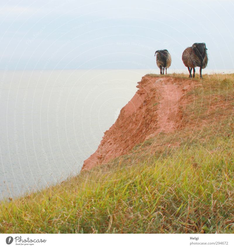 come...we geh´n home! Vacation & Travel Freedom Summer Environment Nature Landscape Sky Grass Meadow Rock Coast Island Helgoland Cliff Animal Farm animal Sheep