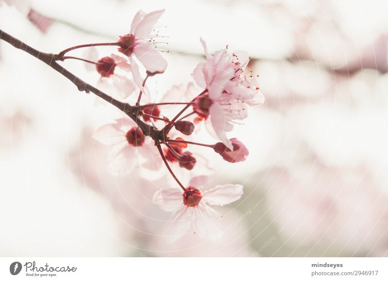 cherry blossoms Nature Plant Spring Cherry blossom Twigs and branches Blossoming Fragrance Growth Esthetic Fresh Bright Natural Pink Spring fever Life Hope