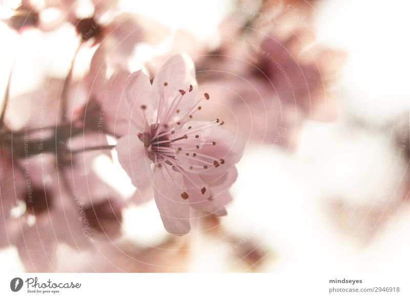 Cherry blossom against the light Nature Plant Spring Blossoming Growth Esthetic Fragrance Fresh Natural Pink Spring fever Hope Ease Environment Colour photo