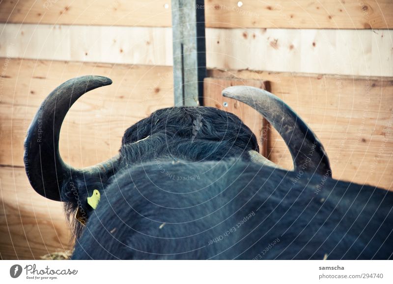 Horned Animal Farm animal Cow Pelt 1 Threat Black Cowshed Cowhide Antlers Bull Wooden wall Wooden board Wooden fence Barn Agriculture Cattle breeding Livestock