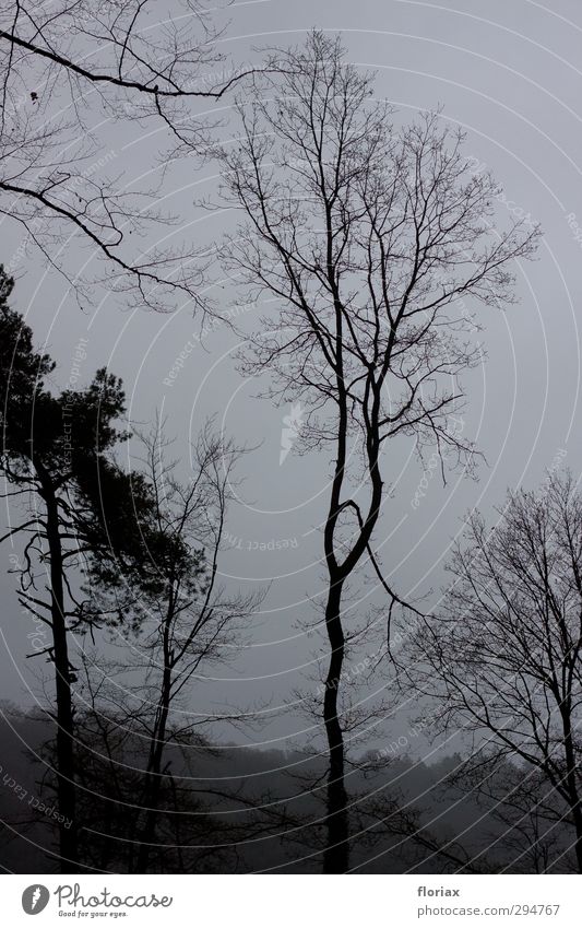 cloud forest Environment Nature Landscape Plant Sky Autumn Climate Climate change Bad weather Fog Tree Forest Hill Deserted Relaxation Going To enjoy Sadness