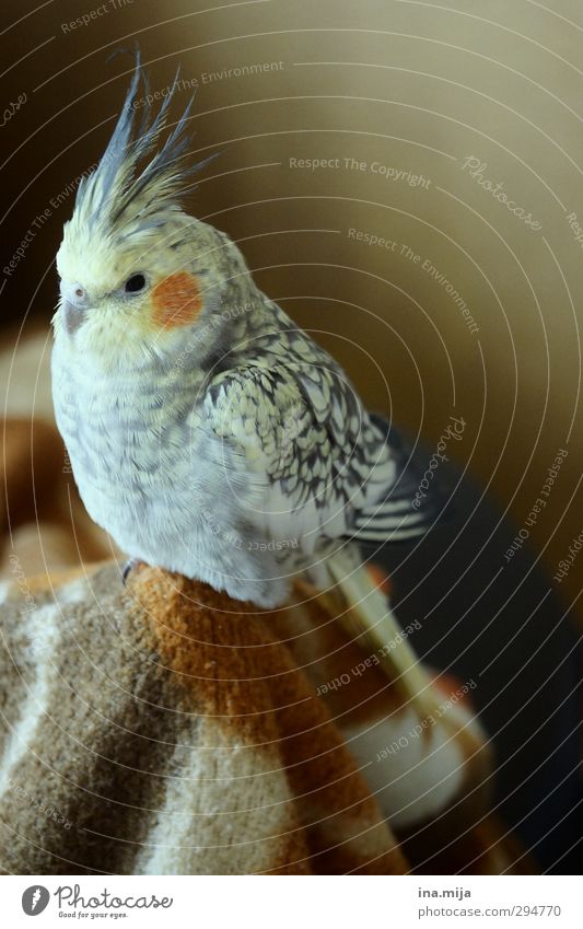little darling Animal Pet Bird Wing 1 Observe Relaxation Sit Small Brown Yellow Gold Gray Orange Contentment Environment cockatiel Parakeet Budgerigar