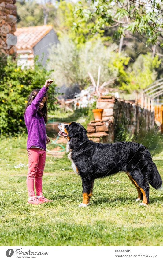 Little girl training a Bernese mountain dog Lifestyle Joy Happy Beautiful Leisure and hobbies Playing Summer Garden Education Child Teacher Apprentice Professor