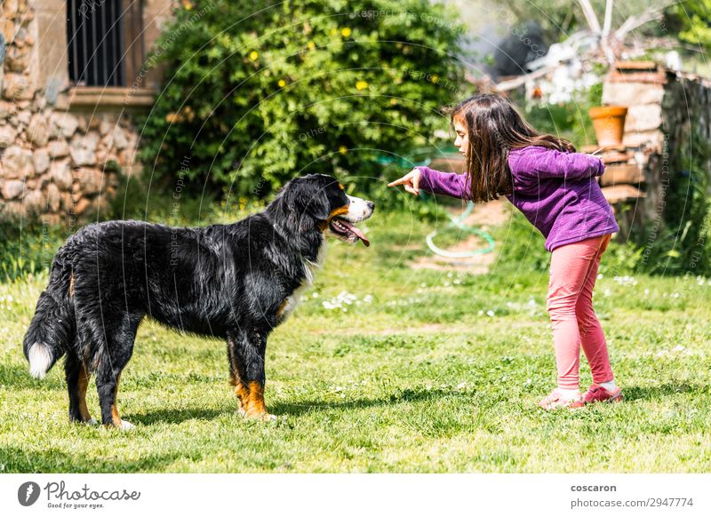 Little girl training a Bernese mountain dog Lifestyle Joy Happy Beautiful Leisure and hobbies Playing Vacation & Travel Summer Garden Education Child Apprentice