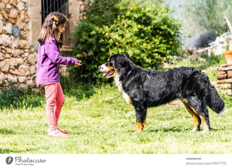 Little girl training a Bernese mountain dog Lifestyle Joy Happy Beautiful Leisure and hobbies Playing Vacation & Travel Summer Summer vacation Garden Child