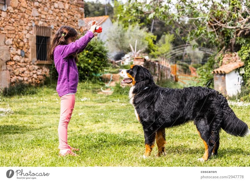 Little girl training a Bernese mountain dog Lifestyle Joy Happy Beautiful Leisure and hobbies Playing Summer Summer vacation Child Teacher Professional training