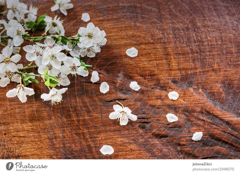 Spring flowers on a wooden background Apple Beautiful Summer Garden Decoration Gardening Nature Plant Tree Flower Leaf Blossom Wood Old Blossoming Fresh Soft