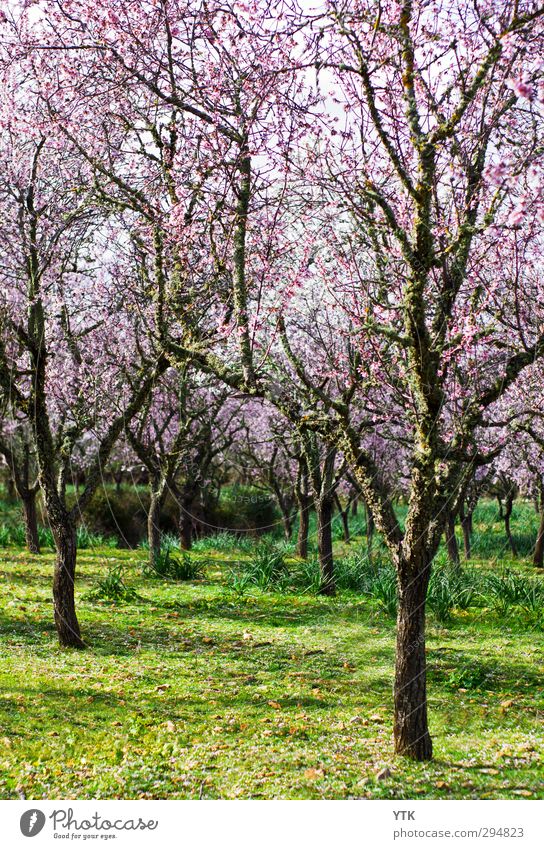 I don't matter, if you're pink or white Environment Nature Landscape Plant Elements Earth Sky Climate Weather Beautiful weather Tree Grass Moss Leaf Blossom