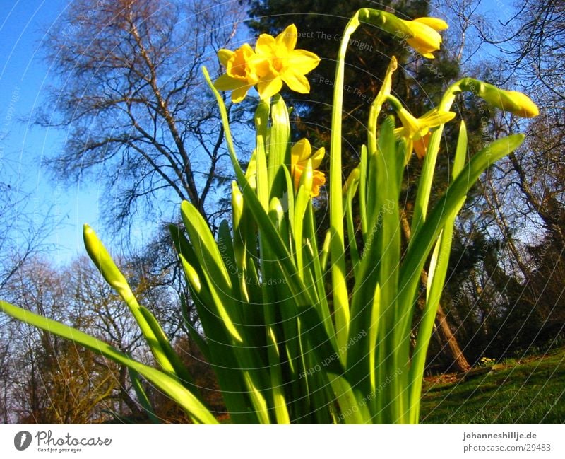 Spring is coming Flower Wild daffodil Lily of the valley April Sun Blue sky