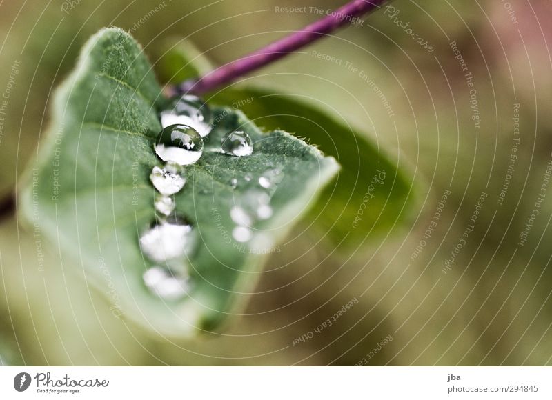 Dewdrop II Nature Plant Water Drops of water Summer Bad weather Leaf Foliage plant Wild plant Alps Fluid Fresh Healthy Good Near Wet Green
