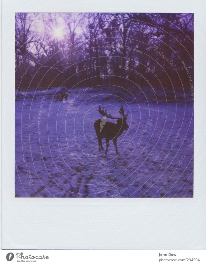 photographic deer-hunt Adventure Sun Sunlight Snow Park Forest Wild Nature Change Antlers Sunbeam Retro To feed Foraging Snowscape Wild animal Roe deer Bambi