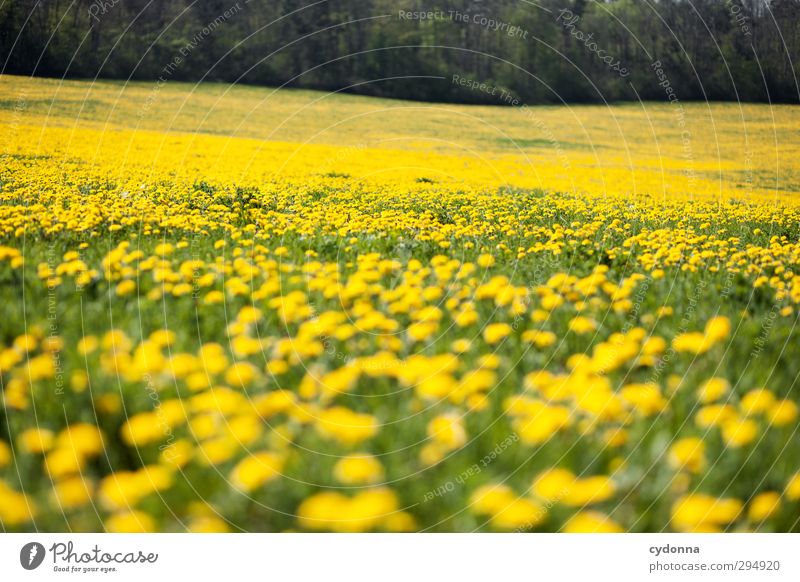 Yellow Sea Life Harmonious Contentment Relaxation Calm Trip Far-off places Freedom Environment Nature Landscape Spring Beautiful weather Flower Grass Meadow