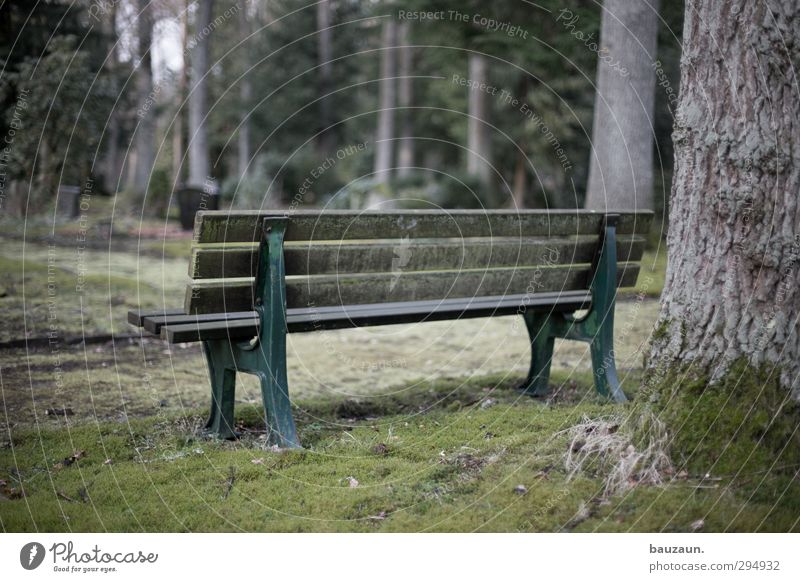 sitting. waiting. wishing. Far-off places Funeral service Retirement Nature Landscape Weather Tree Grass Moss Park Meadow Deserted Places Wood Metal Old Observe