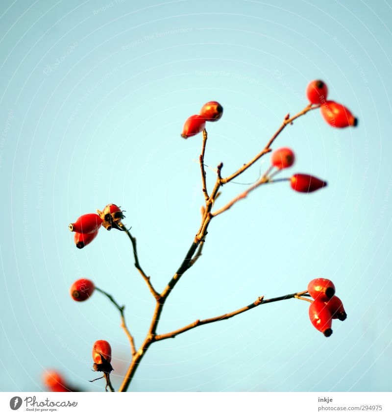 Colour ! Sky Cloudless sky Autumn Plant Wild plant Rose hip Twig Fruit Fat Thin Fresh Healthy Long Blue Red Nature Growth Maturing time Mature Bleak