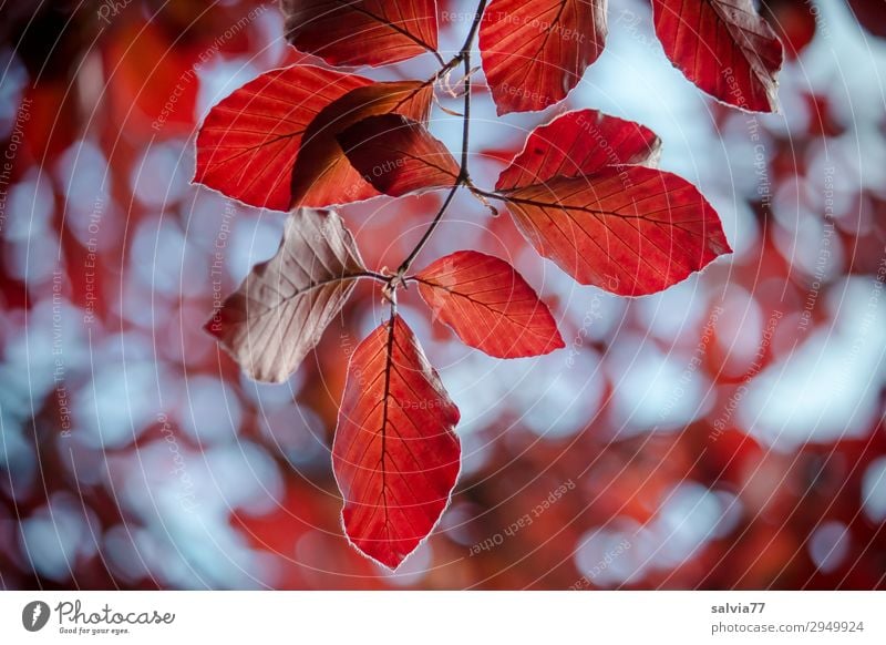 Airy leaves in the wind Environment Autumn Plant Tree Leaf Twig Beech tree Autumnal colours Park Forest Movement Transience Change Colour photo Exterior shot