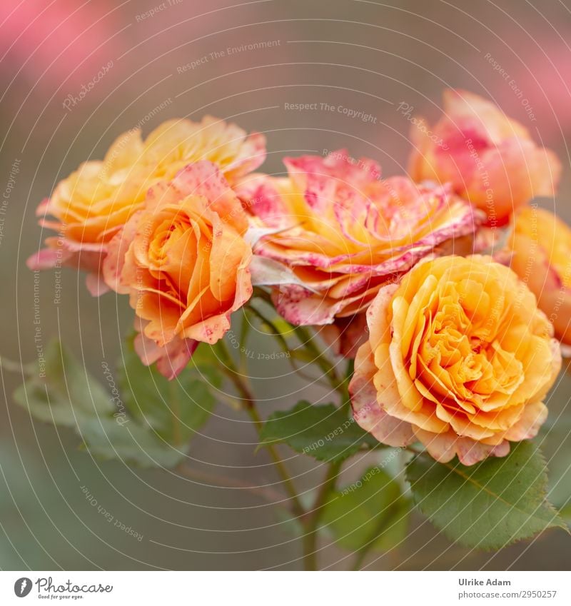 Orange Roses - Flowers Elegant Beautiful Wellness Life Harmonious Well-being Contentment Senses Relaxation Calm Meditation Spa Wallpaper Feasts & Celebrations