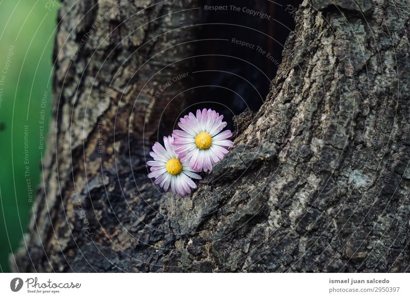 daisy flower plant on the trunk in the nature Daisy Family Flower White Blossom leave Plant Garden Floral Nature Decoration Romance Beauty Photography Fragile