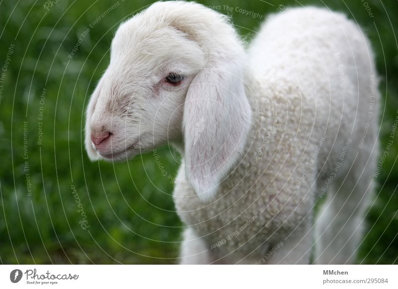 :)) Nutrition Nature Spring Meadow Animal Petting zoo Sheep Lamb 1 Baby animal Feeding Growth Happiness Green White Meat Pelt Ear Cute Lop ears Peace