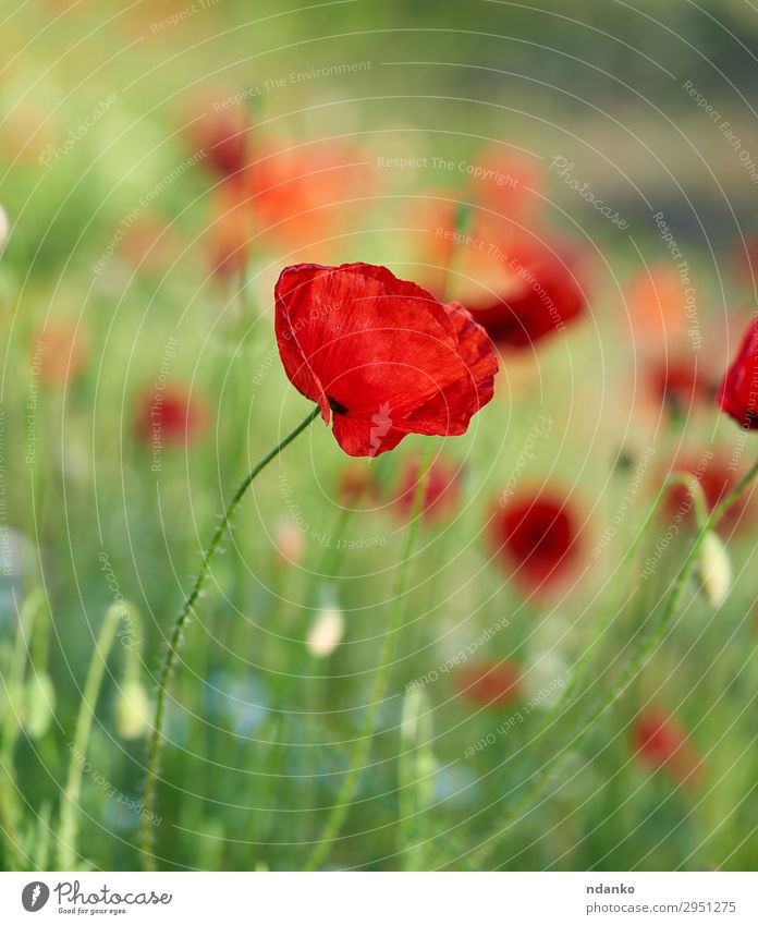 blooming red poppy in a field Summer Nature Landscape Plant Flower Grass Blossom Meadow Blossoming Fresh Natural Wild Green Red Poppy Beauty Photography spring