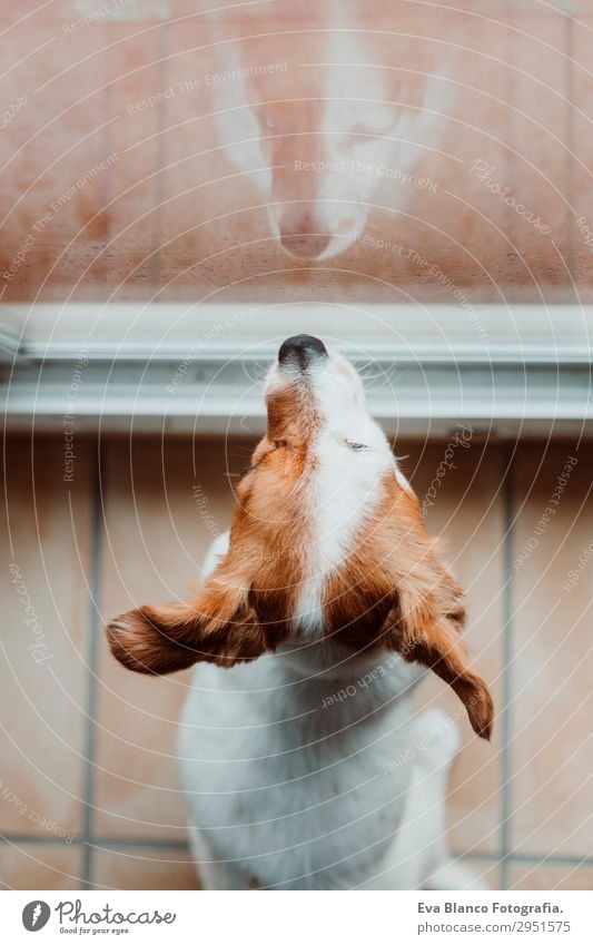 cute small dog sitting by the window. Rainy day Lifestyle Beautiful Winter House (Residential Structure) Room Animal Drops of water Clouds Storm clouds Spring