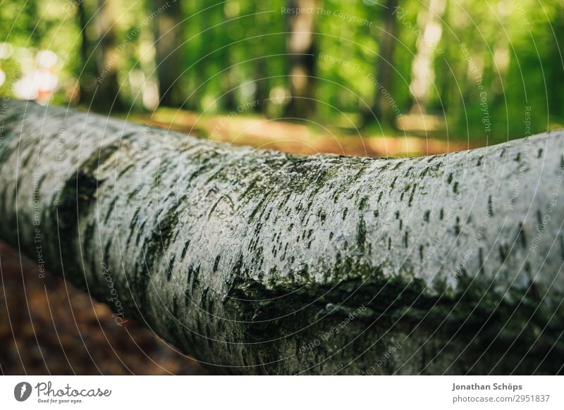 Tree trunk of a birch tree lying in the forest Nature Landscape Plant Spring Forest Growth Green May Saxony Sunbeam Birch tree Birch bark White Bright Lie