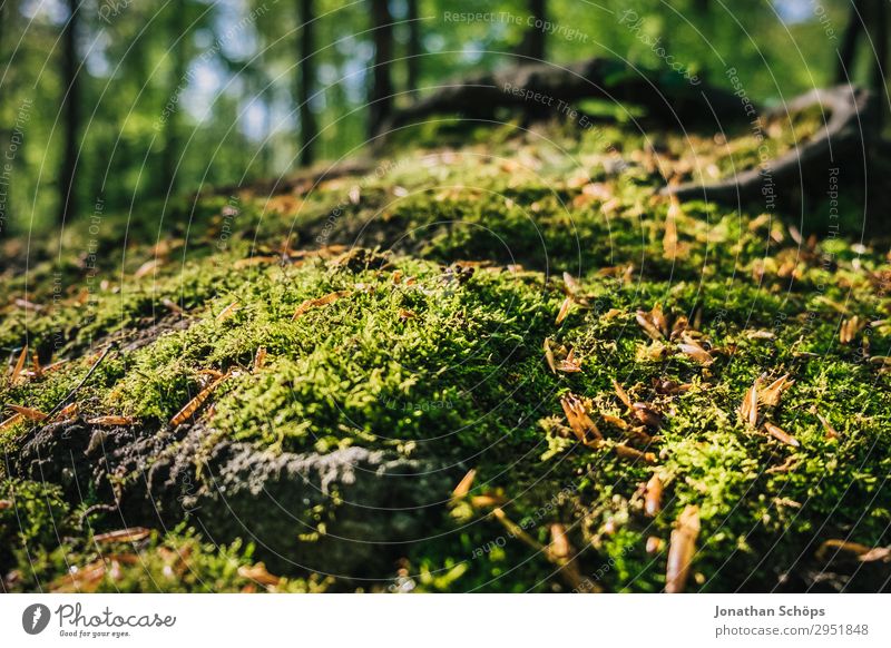 Moss in the forest close-up Nature Landscape Plant Spring Forest Growth Green May Saxony Carpet of moss Woodground Overgrown Soft Sunbeam Colour photo