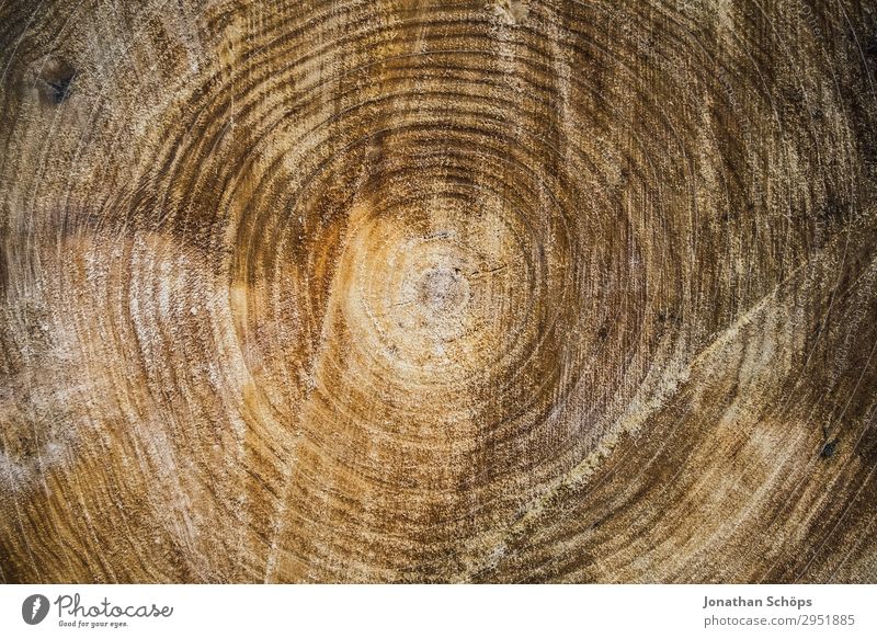 Texture Cross section of a tree Nature Landscape Plant Spring Forest Growth Brown May Saxony Tree Tree trunk Tree structure Circle Structures and shapes