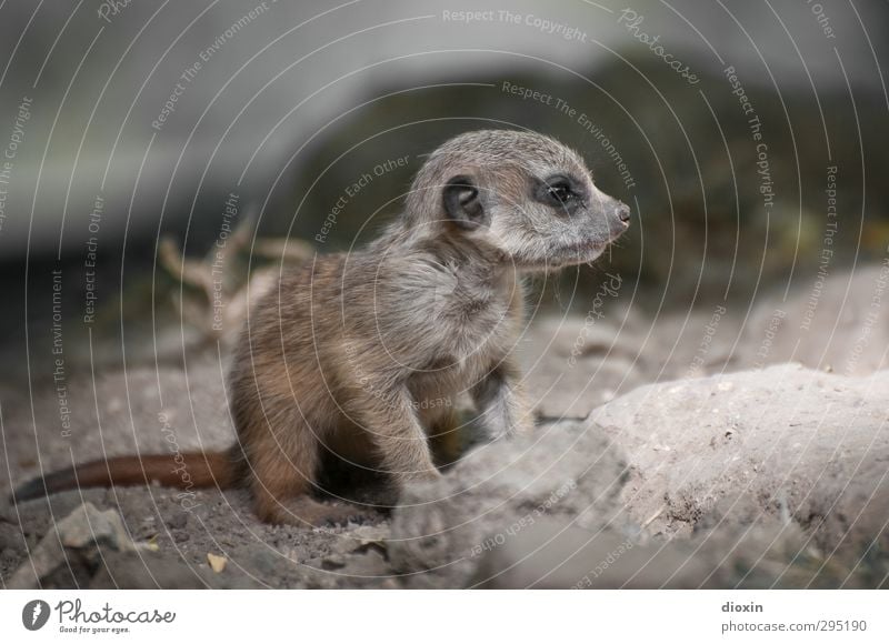 cute Animal Wild animal Claw Zoo Meerkat 1 Baby animal Looking Sit Wait Brash Cuddly Small Cute Nature Exterior shot Deserted Day Shallow depth of field