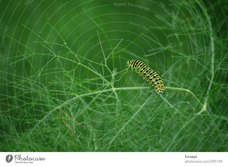 The little caterpillar Nimmersatt Nature Plant Animal Sunlight Spring Summer Beautiful weather Leaf Foliage plant Fennel Garden Wild animal Butterfly