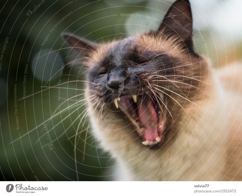 would-be lion Environment Nature Animal Pet Cat Animal face Domestic cat Thailand Teeth Set of teeth 1 Threat Wild Aggression Yawn Snarl Colour photo